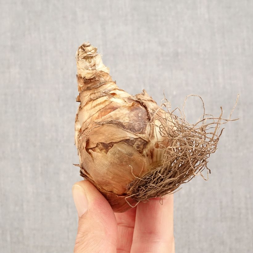 Amostra de Narcisse Snowtip Bulbo size 14+ tal como entregue no outono