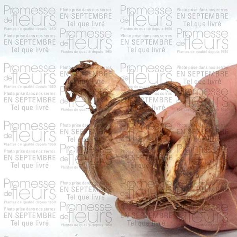 Exemplo de amostra de Narciso trombeta Sorbet Bulbo Calibre 12+ tal como entregue