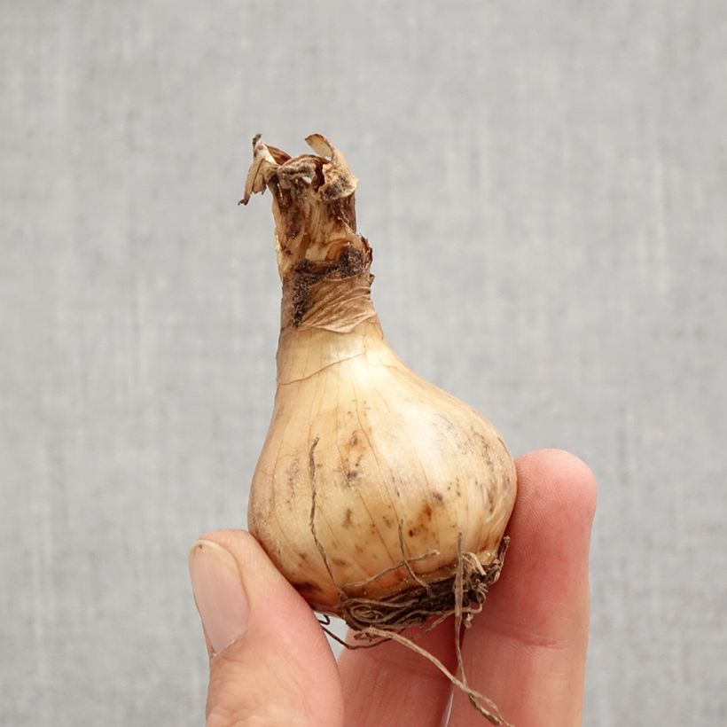 Amostra de Narcisse Sorbet Bulbo size 12+ tal como entregue no outono