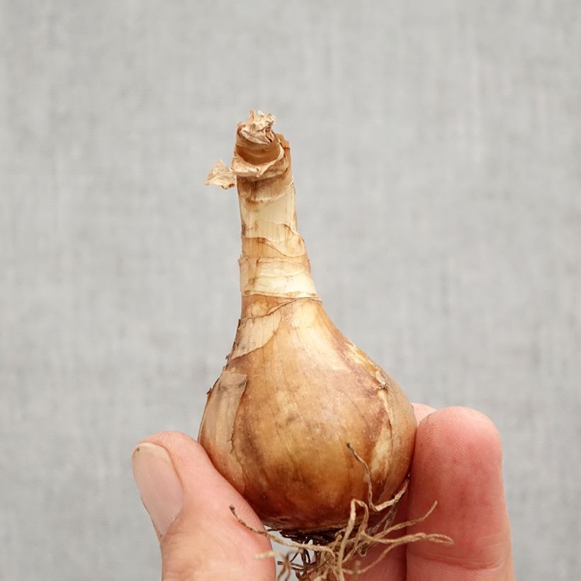 Amostra de Narcisse Spring Sunshine Bulbo size 12+ tal como entregue no outono