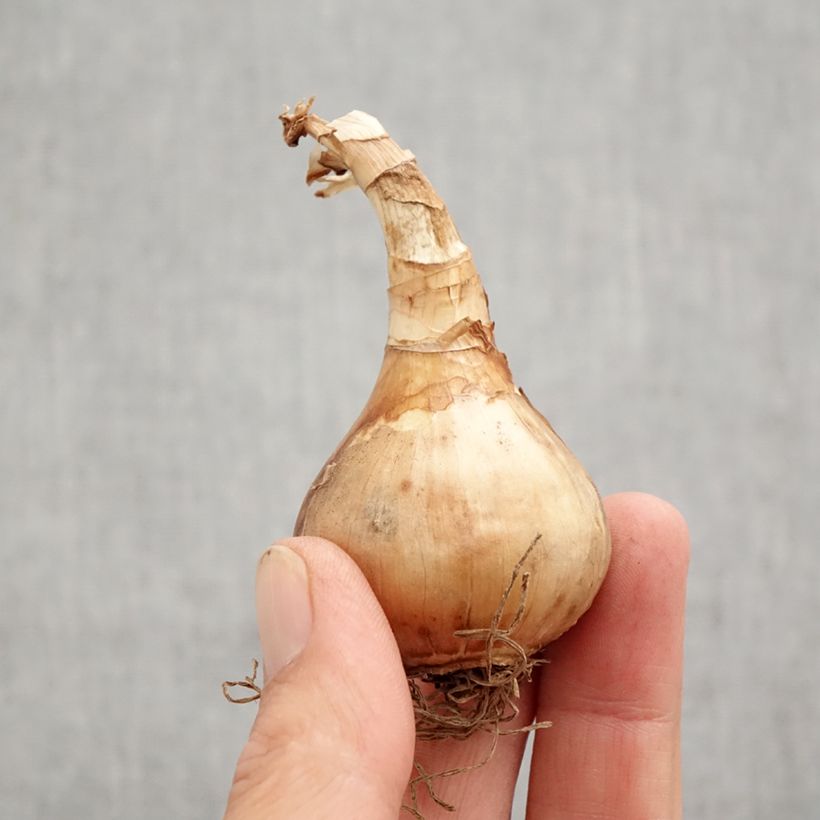 Amostra de Narcisse Stint Bulbo size 12+ tal como entregue no outono