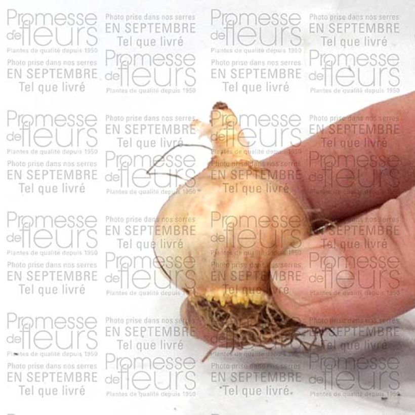 Exemplo de amostra de Narciso trombeta Sun Disc Bulbo Calibre 10+ tal como entregue