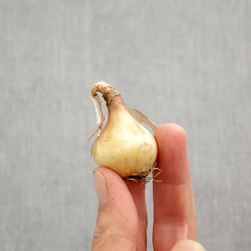 Amostra de Narcisse Sun Disc Bulbo size 10+ tal como entregue no outono