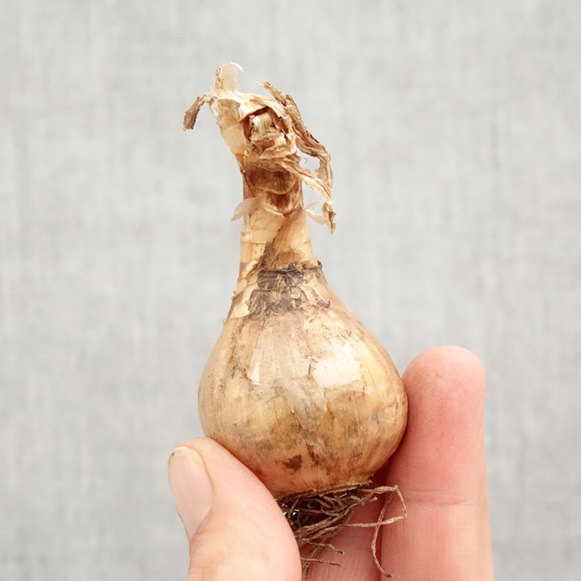 Amostra de Narcisse Suzy Bulbo size 12+ tal como entregue no outono