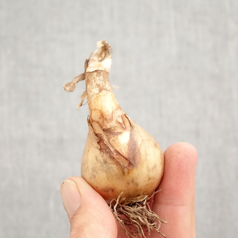 Amostra de Narcisse Sweet Desire Bulbo size 12+ tal como entregue no outono