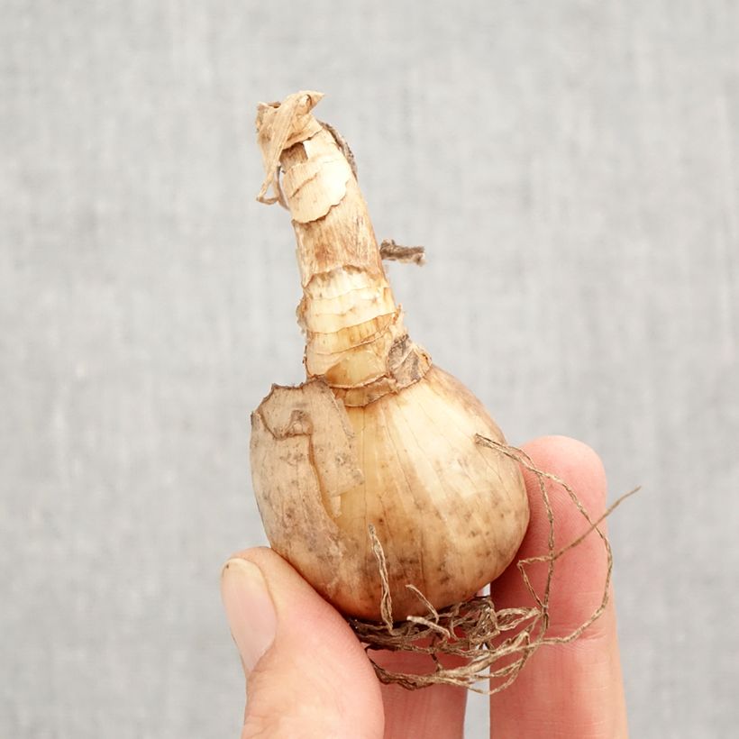 Amostra de Narcisse tazetta Abba Bulbo size 12+ tal como entregue no outono