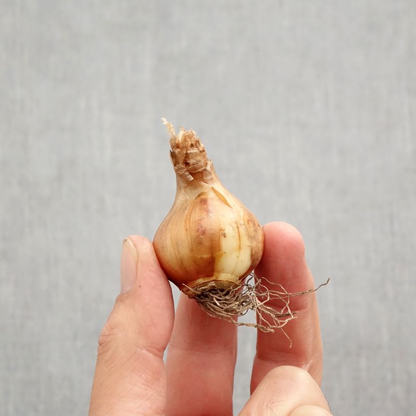 Amostra de Narciso Tazetta Canaliculatus Bulbo Calibre 10+ tal como entregue no outono