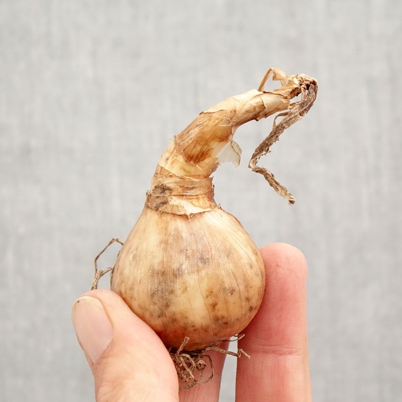 Amostra de Narciso Tazetta Minnow Bulbo Calibre 12+ tal como entregue no outono