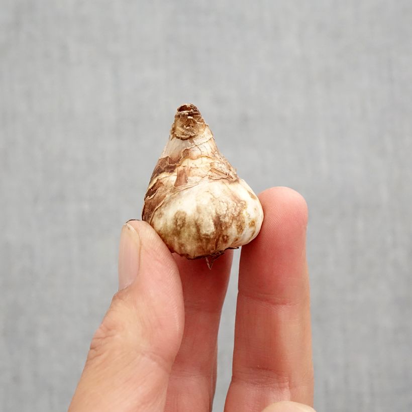 Amostra de Narcisse Tête Bouclée Bulbo size 10 tal como entregue no outono