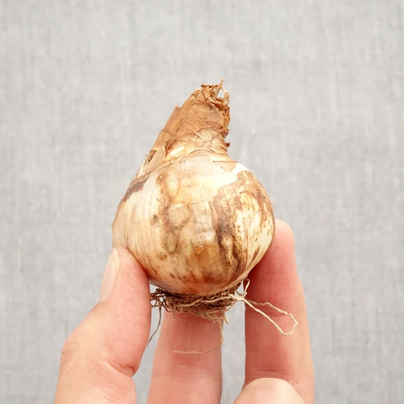 Amostra de Narcisse Tickled Pinkeen Bulbo size 12+ tal como entregue no outono