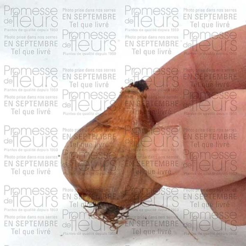 Exemplo de amostra de Narcisse Topolino Bulbe calibre 8+ tal como entregue