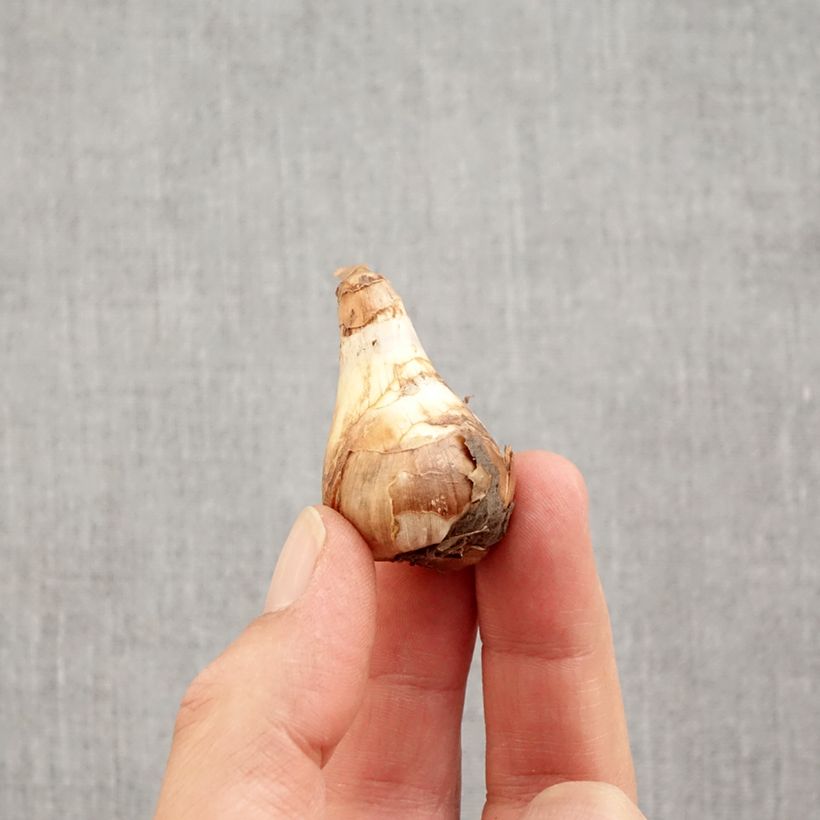 Amostra de Narciso Jonquilla Topolino Bulbo Calibre 8+ tal como entregue no outono