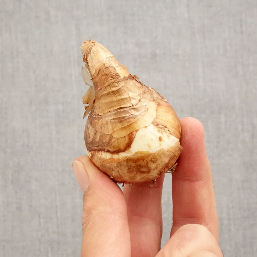 Amostra de Narcisse Trepolo Bulbo size 12+ tal como entregue no outono