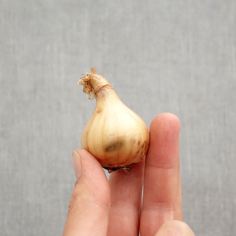 Amostra de Narcisse triandrus Hawera Bulbo size 10+ tal como entregue no outono