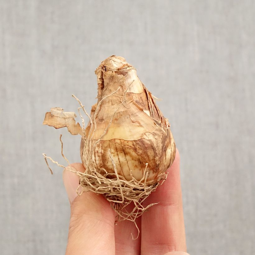 Amostra de Narcisse triandrus Thalia Bulbo size 12+ tal como entregue no outono