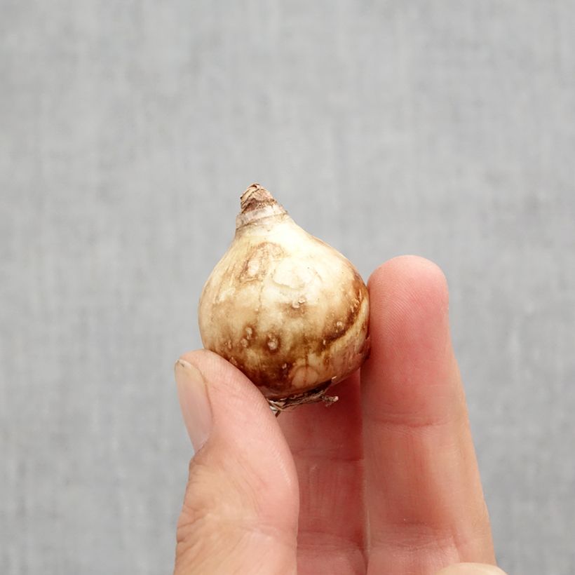 Amostra de Narcisse Tripartite Bulbo size 10 tal como entregue no outono