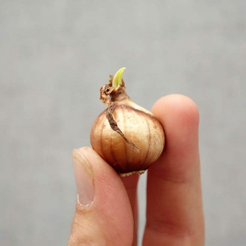 Amostra de Narcisse Twinkling Yellow Bulbo size 8+ tal como entregue no outono