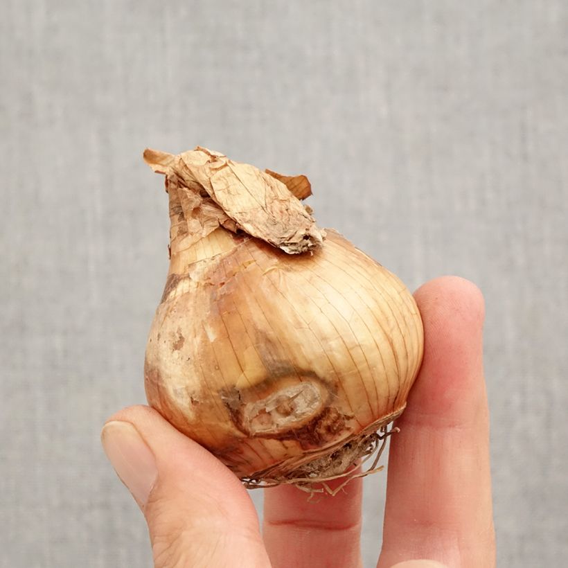 Amostra de Narcisse Walz Bulbo size 12+ tal como entregue no outono