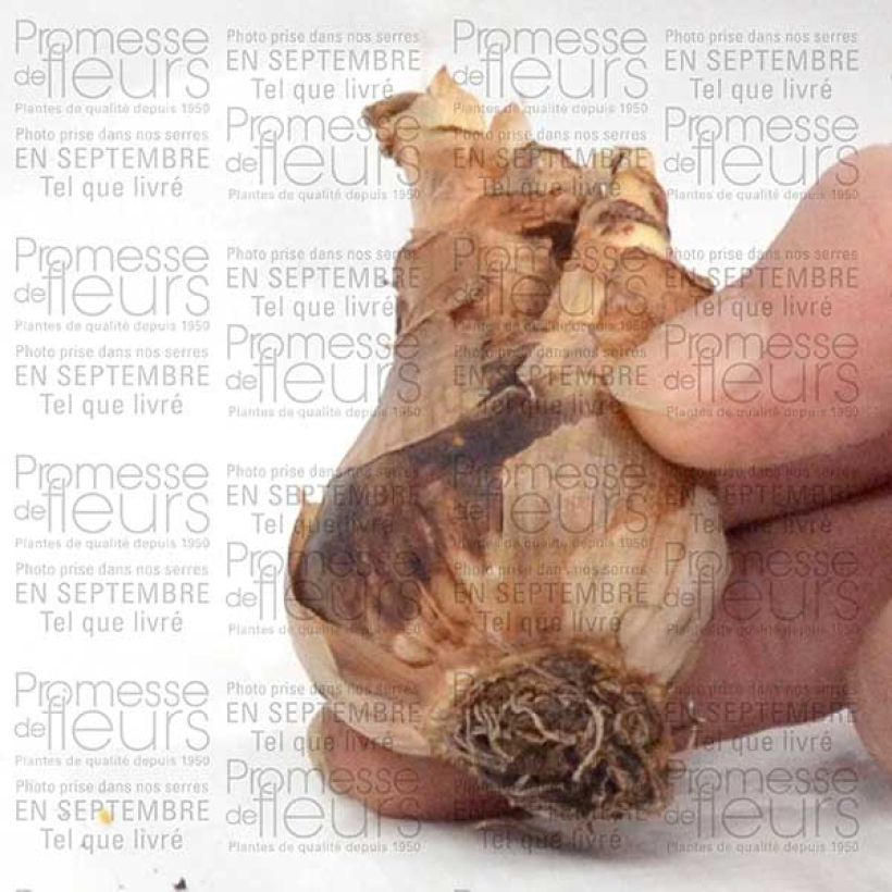 Exemplo de amostra de Narcisse Wave Bulbe calibre 12+ tal como entregue