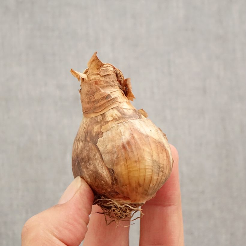 Amostra de Narcisse Wave Bulbo size 12+ tal como entregue no outono