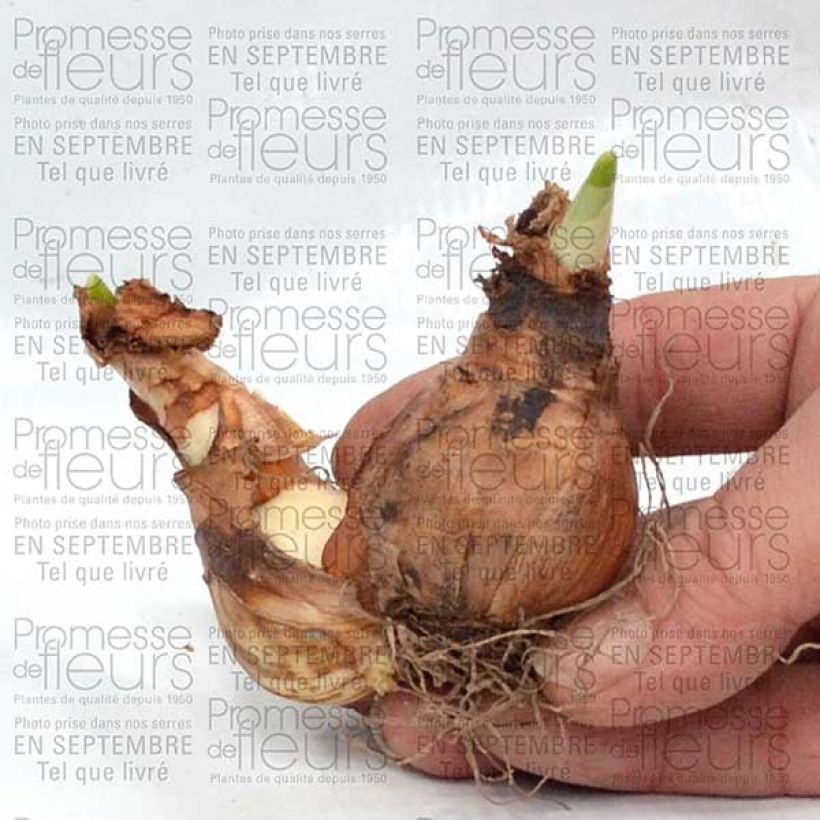 Exemplo de amostra de Narciso Duplo Westward Bulbo Calibre 14+ tal como entregue