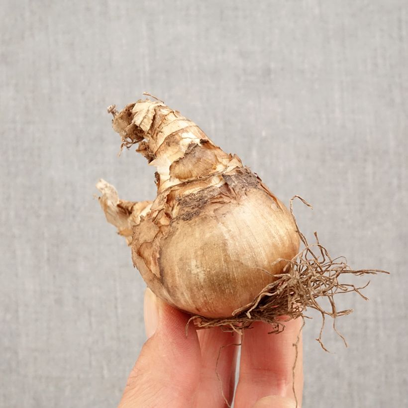 Amostra de Narcisse Westward Bulbo size 14+ tal como entregue no outono