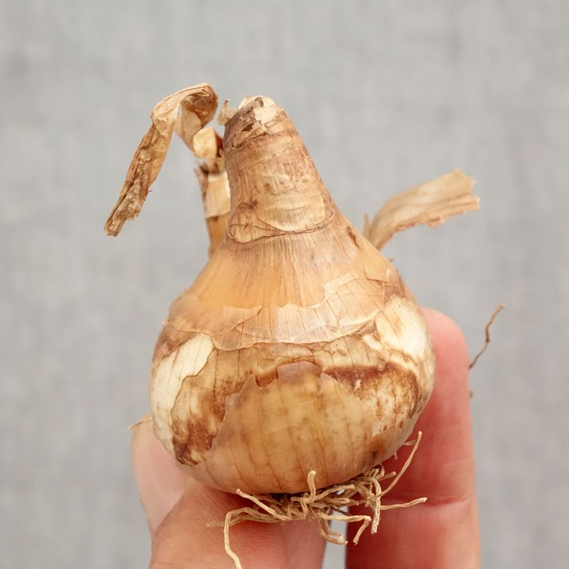 Amostra de Narcisse White Lion Bulbo size 14/16 tal como entregue no outono