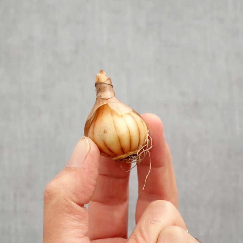 Amostra de Narciso trombeta WP Milner Bulbo Calibre 10+ tal como entregue no outono