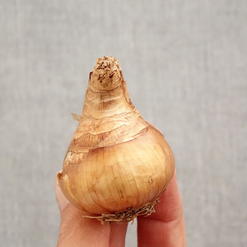 Amostra de Narcisse Yellow Cheerfulness Bulbo size 12+ tal como entregue no outono