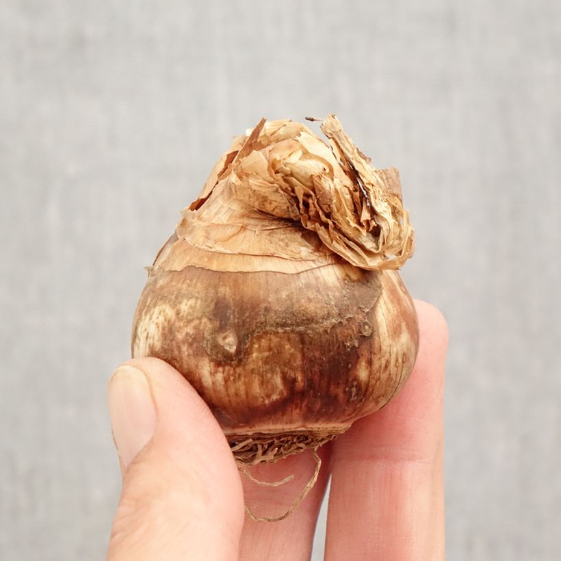 Amostra de Narcisses Sélection Schryve Bulbe Kaliber/Größe 12+ tal como entregue no outono