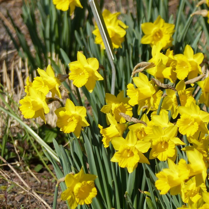 Narcissus pseudonarcissus Obvallaris (Hábito)