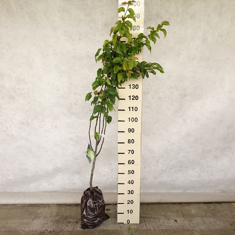 Amostra de Pereira Nashi Hosui Abondance Georges Delbard - Pyrus pyrifolia Torrão "Pronto a plantar", Copo tal como entregue no verão