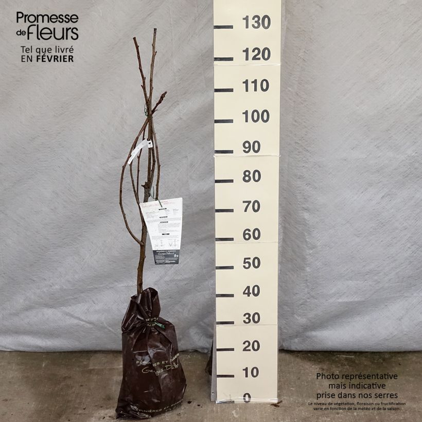 Amostra de Nashi Hosui Abondance - Georges Delbard Torrão "Pronto a plantar", Copo tal como entregue no inverno