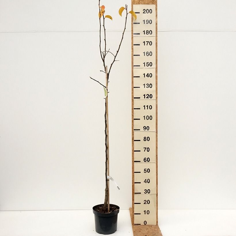 Amostra de Pera-nashi - Pyrus pyrifolia Vaso de 7,5 L/10 L, Meia haste tal como entregue no outono