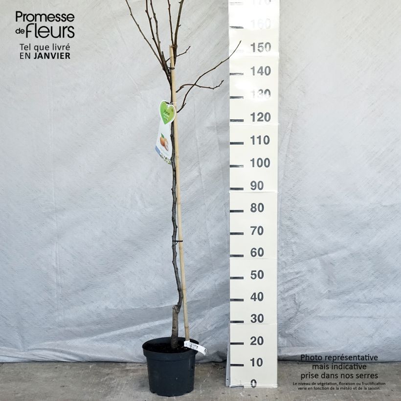 Amostra de Pera-nashi Niitaka - Pyrus pyrifolia Vaso de 7,5 L/10 L, Meia haste tal como entregue no inverno
