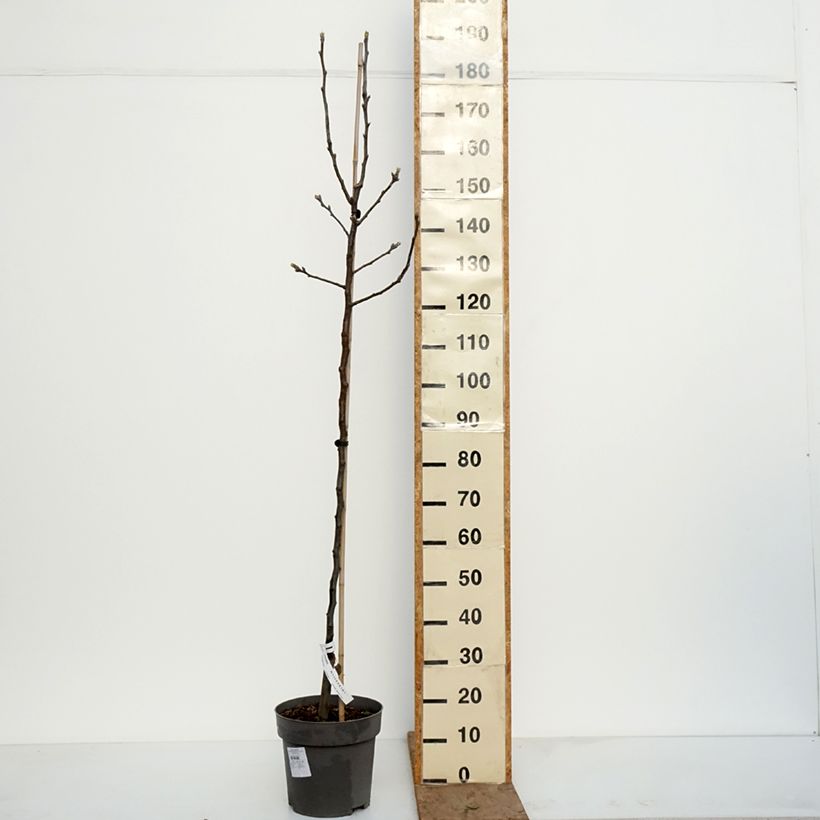 Amostra de Pereira-japonesa Nijisseiki - Pyrus pyrifolia Vaso de 7,5 L/10 L, Copo tal como entregue no inverno