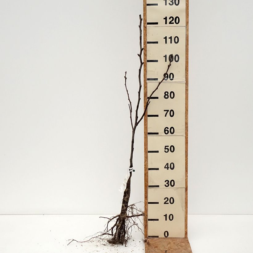 Amostra de Nashi Shinseiki Bio Raízes nuas, Rebento tal como entregue no inverno