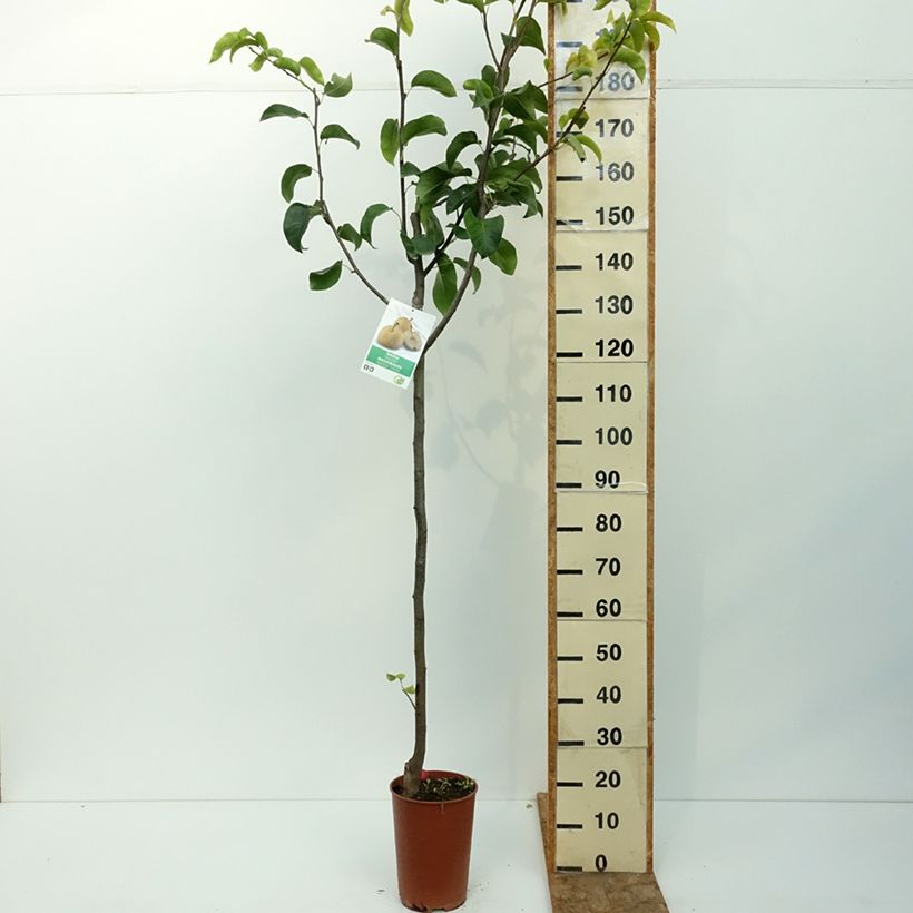 Amostra de Pereira-nashi Shinseiki - Pyrus pyrifolia Vaso de 7,5 L/10 L, Meia haste tal como entregue no verão
