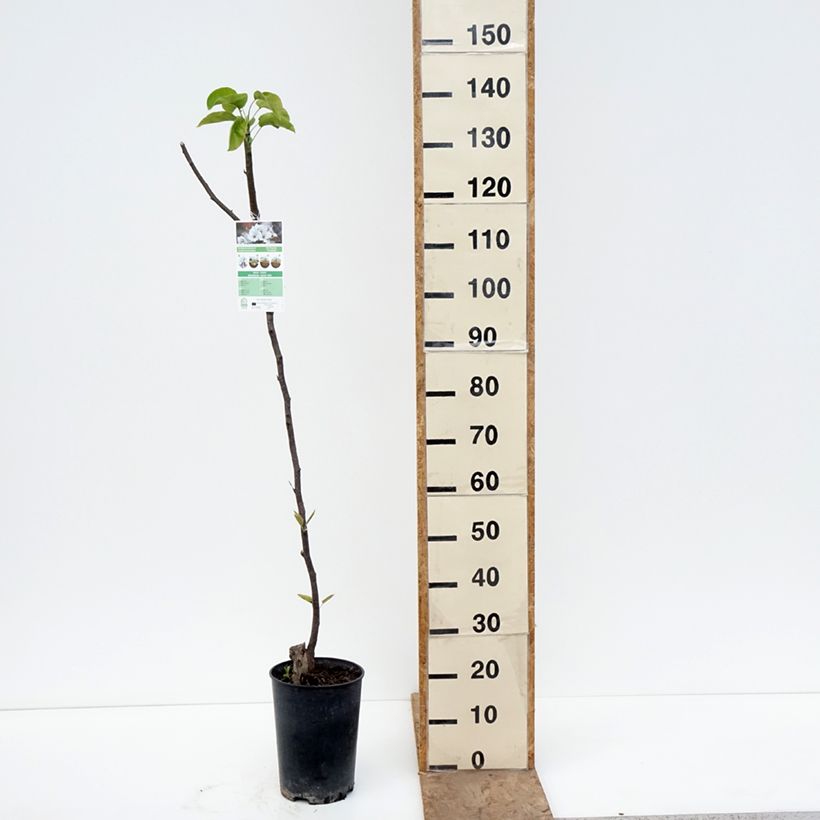 Amostra de Pereira-nashi Shinseiki - Pyrus pyrifolia Vaso de 7,5 L/10 L, Meia haste tal como entregue na primavera