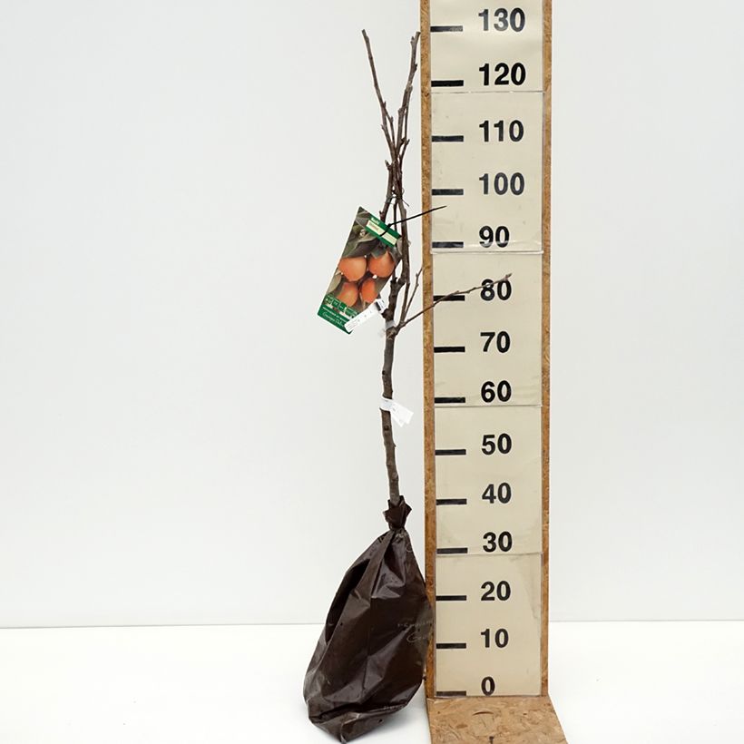 Amostra de Nashi Shinsui - Georges Delbard Torrão "Pronto a plantar", Copo tal como entregue no outono