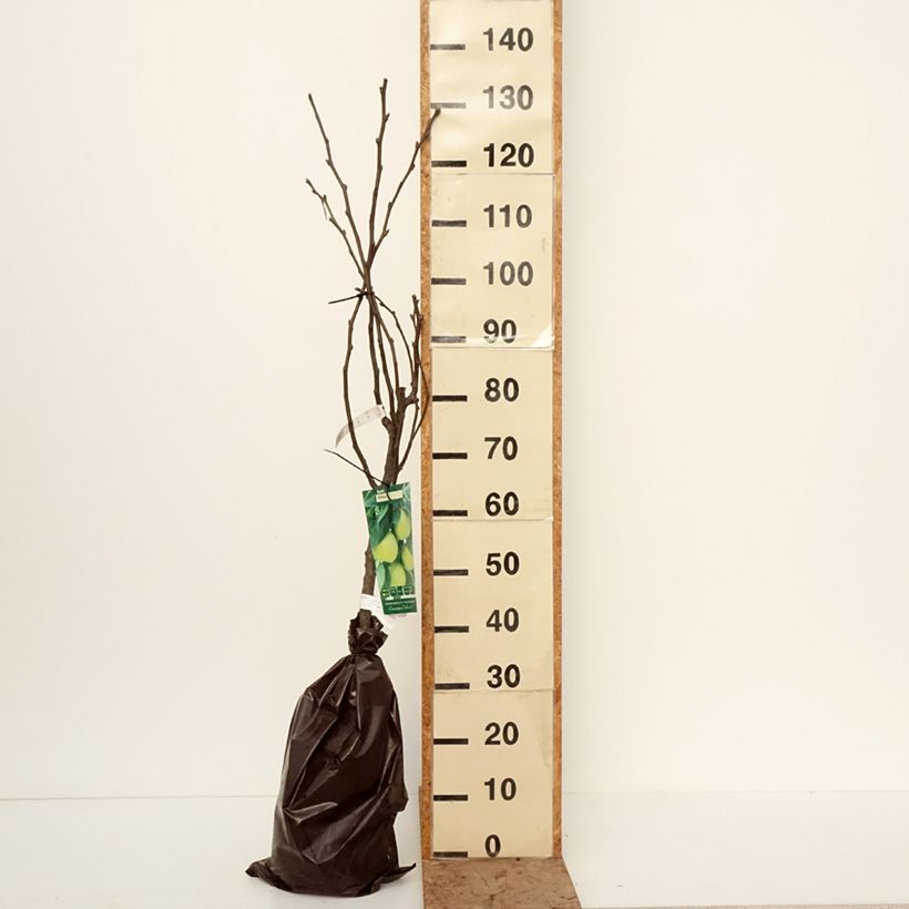 Amostra de Pereira-nashi Shinsui Georges Delbard - Pyrus pyrifolia Torrão "Pronto a plantar", Copo tal como entregue no inverno