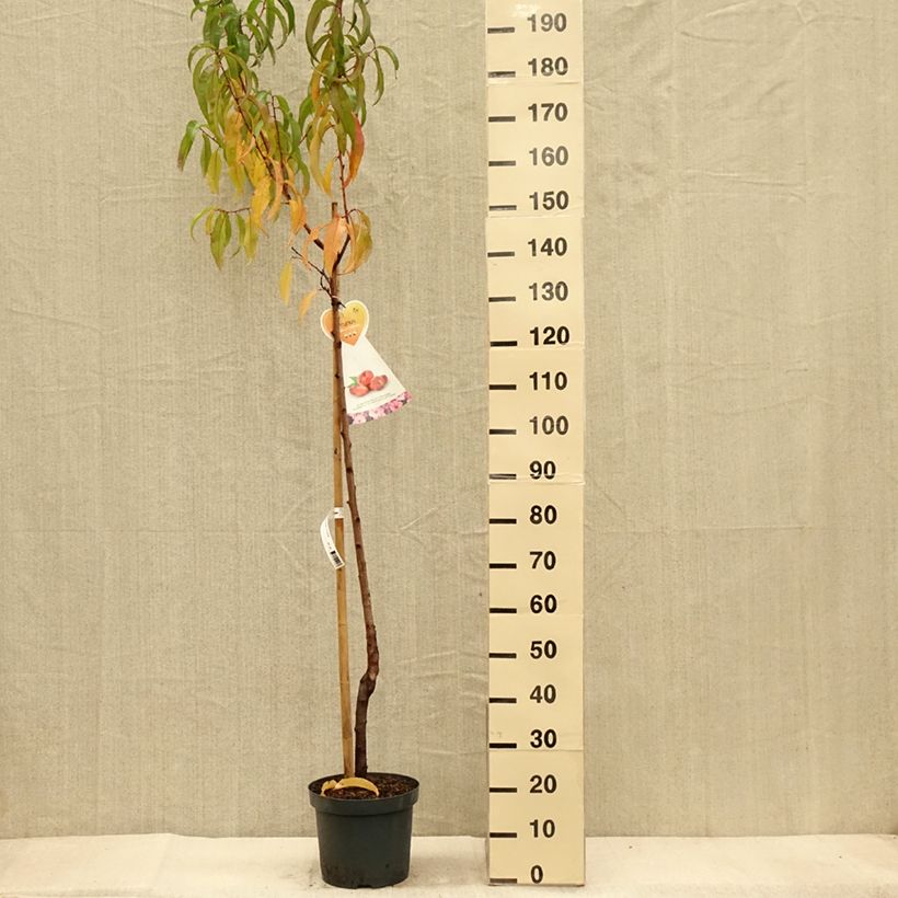 Amostra de Nectarineira Flateryna - Prunus persica-nucipersica Vaso de 7,5 L/10 L, Meia haste tal como entregue no outono