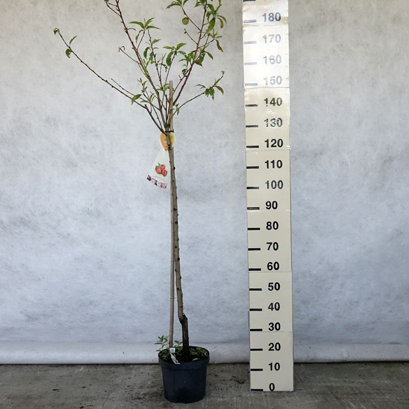 Amostra de Nectarineira Flateryna - Prunus persica-nucipersica Vaso de 7,5 L/10 L, Meia haste tal como entregue no verão