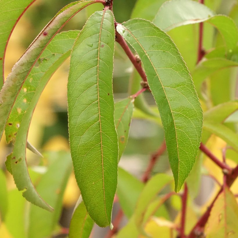 Nectarineira Flateryna - Prunus persica-nucipersica (Folhagem)