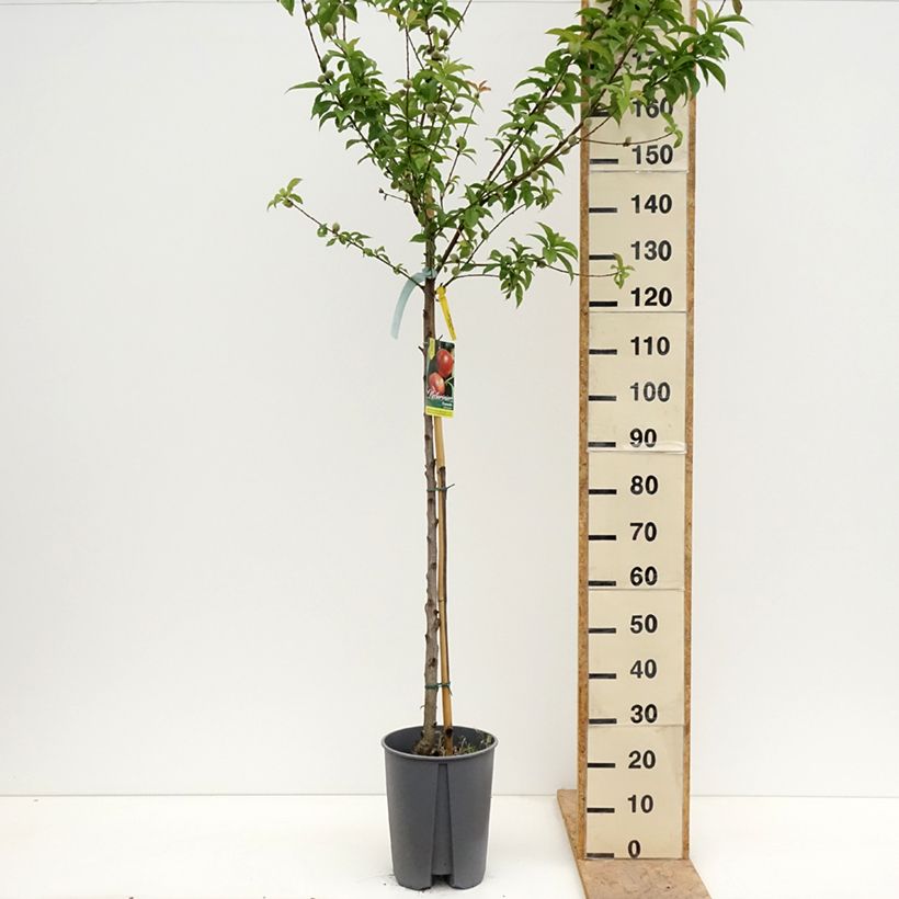 Amostra de Nectarineira Fantasia - Prunus persica var. nucipersica Vaso de 7,5 L/10 L, Meia haste tal como entregue na primavera