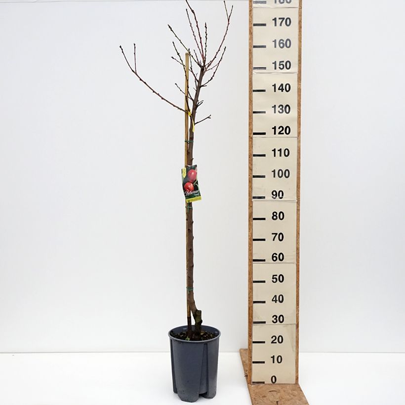 Amostra de Nectarineira Fantasia - Prunus persica var. nucipersica Vaso de 7,5 L/10 L, Meia haste tal como entregue no outono