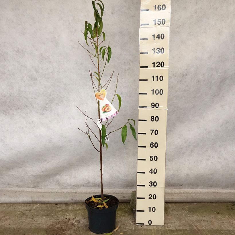 Amostra de Nectarineira Flavor Top - Prunus persica-nucipersica Vaso de 7,5 L/10 L, Copo tal como entregue no outono