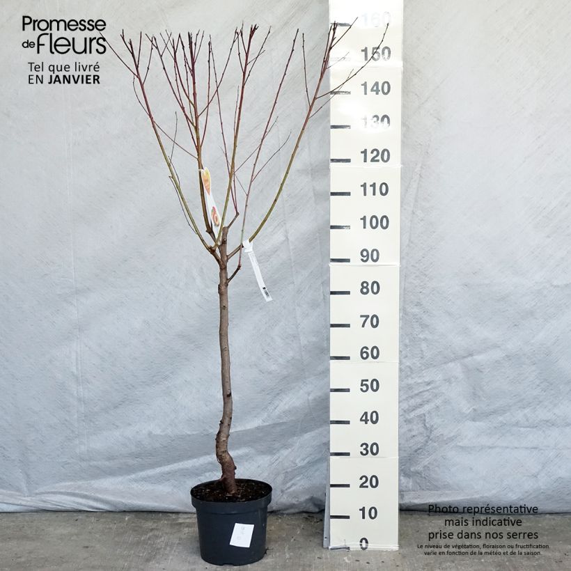 Amostra de Nectarinier Flavor Top - Prunus persica nucipersica  Vaso de 7,5 L/10 L, Copo tal como entregue no inverno