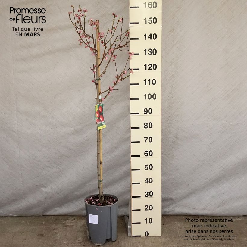 Amostra de Nectarineira Morton - Prunus persica Vaso de 7,5 L/10 L, Copo tal como entregue na primavera