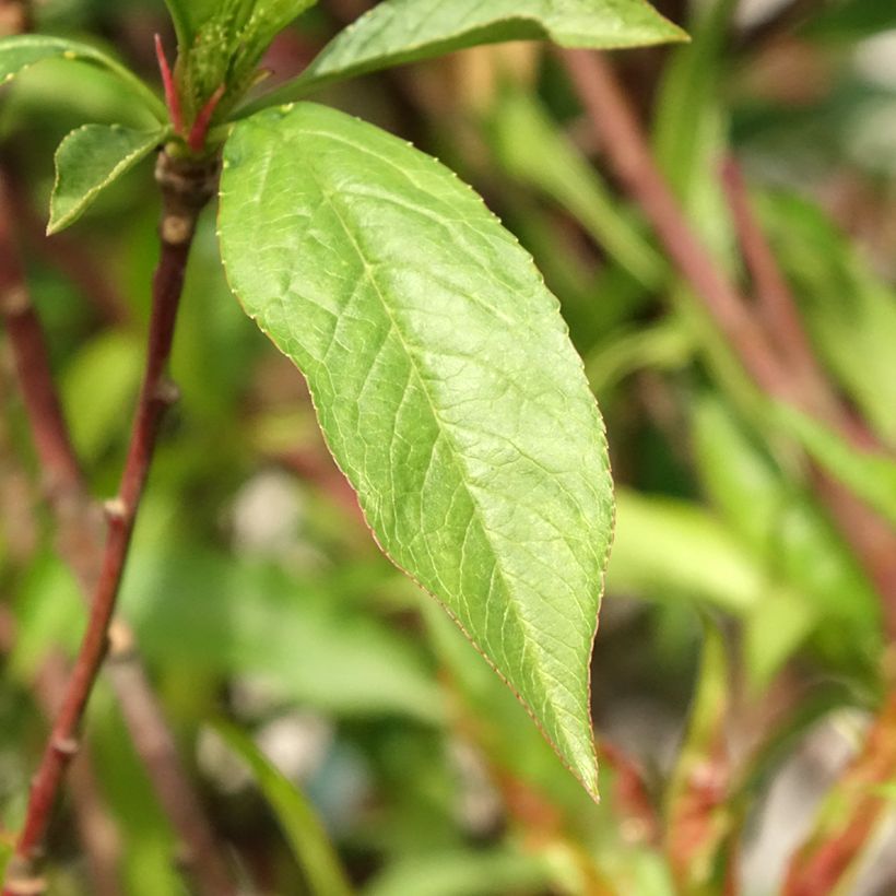 Nectarineira Morton - Prunus persica (Folhagem)